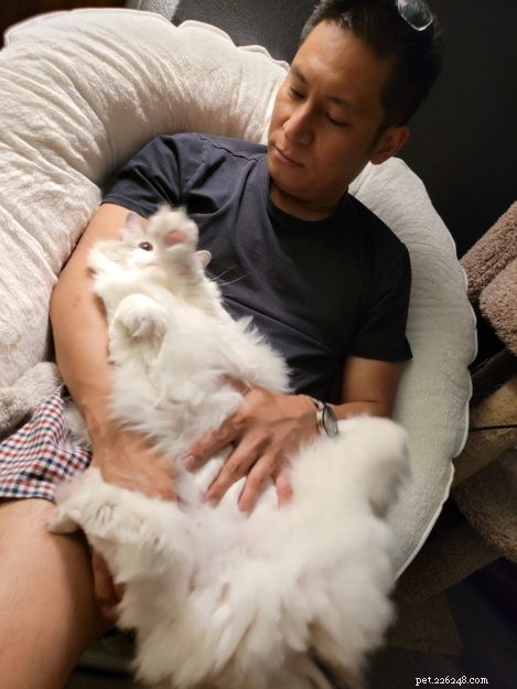 Simon: Spotlight on the Ragdoll Cat Breed
