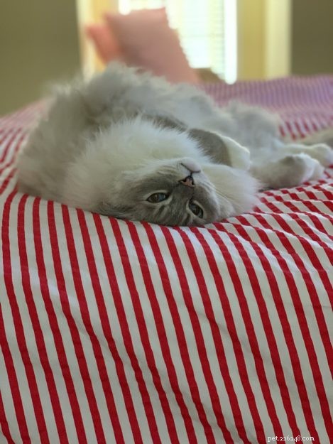 Mastering Pet Etiquette: A Professional Guide for Guests and Owners