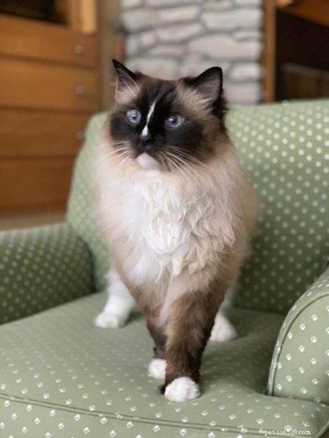 Mastering Pet Etiquette: A Professional Guide for Guests and Owners
