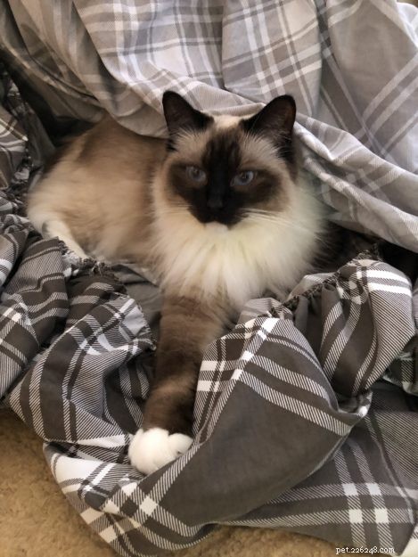 Meet Mittens & Bella: The Adorable Ragdoll Twins of the Week