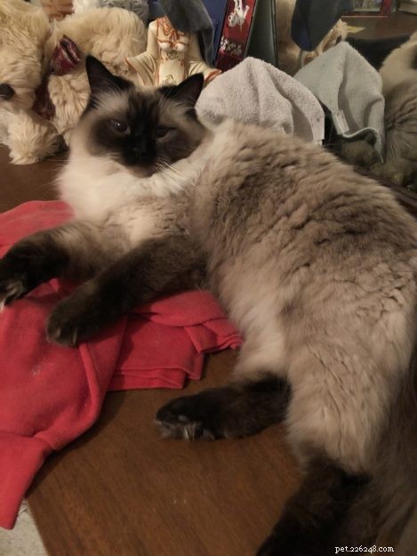 Meet Mittens & Bella: The Adorable Ragdoll Twins of the Week