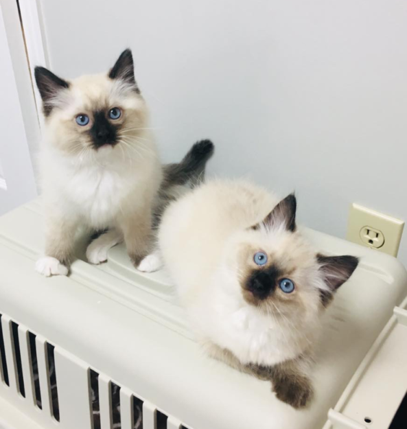 Meet Mittens & Bella: The Adorable Ragdoll Twins of the Week