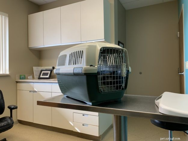 Optimal Vet Visit Frequency for Your Cat: A Comprehensive Guide