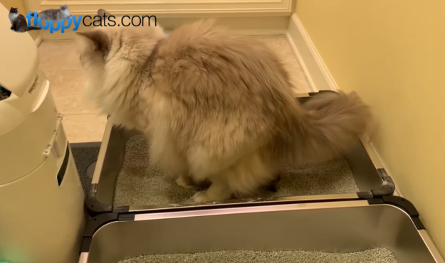 Declawing Your Kitten Is Cruel: Why It Should Be Avoided