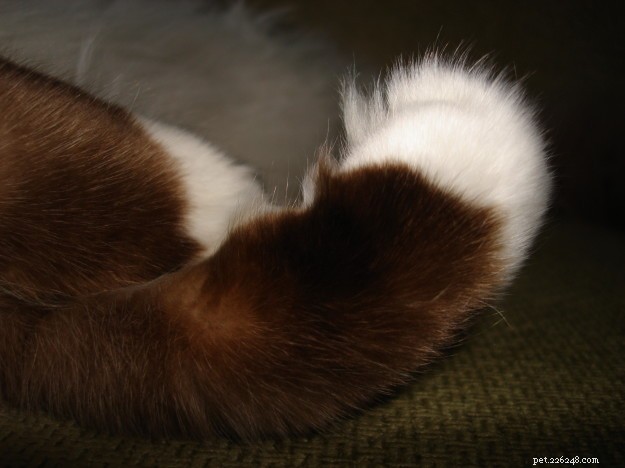 Declawing Your Kitten Is Cruel: Why It Should Be Avoided