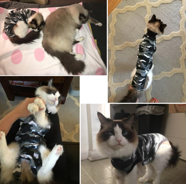Safe & Humane Alternatives to Traditional Cat E-Collars