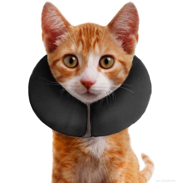 Safe & Humane Alternatives to Traditional Cat E-Collars