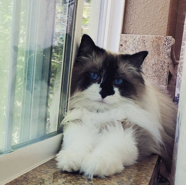 Meet Summer: The Charming Ragdoll Captivating Our Family