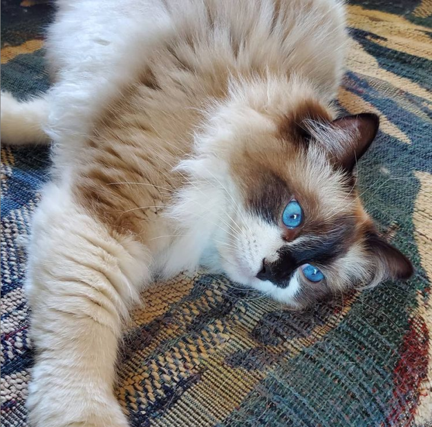 Meet Summer: The Charming Ragdoll Captivating Our Family