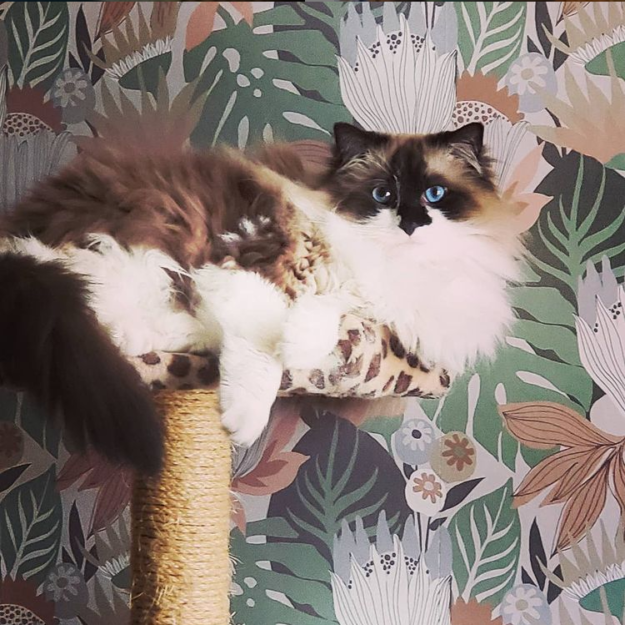 Meet Summer: The Charming Ragdoll Captivating Our Family