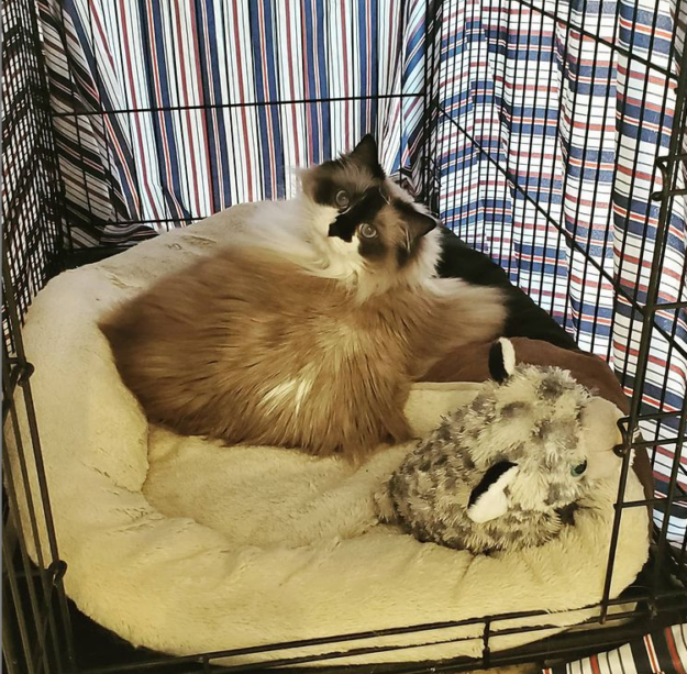 Meet Summer: The Charming Ragdoll Captivating Our Family