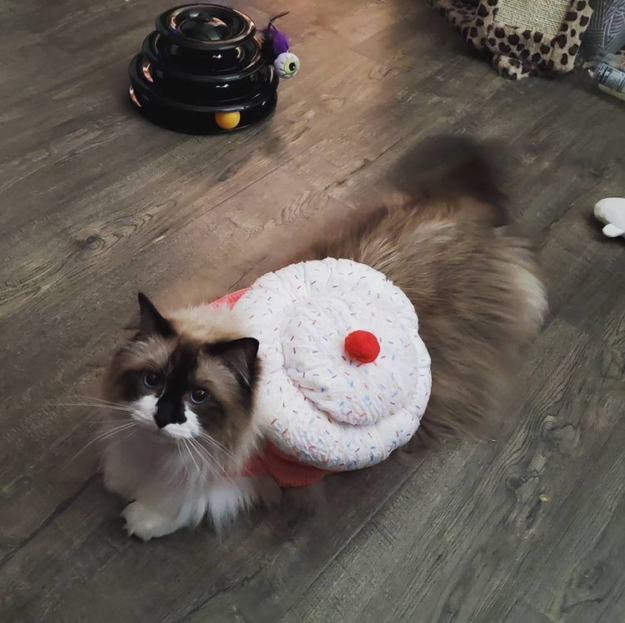 Meet Summer: The Charming Ragdoll Captivating Our Family
