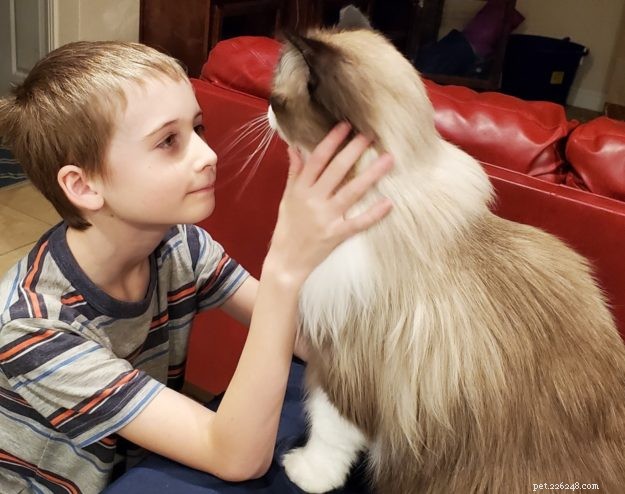 Meet Summer: The Charming Ragdoll Captivating Our Family