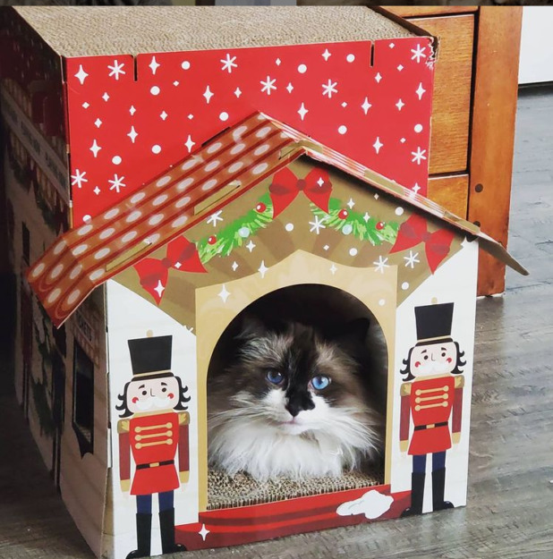 Meet Summer: The Charming Ragdoll Captivating Our Family