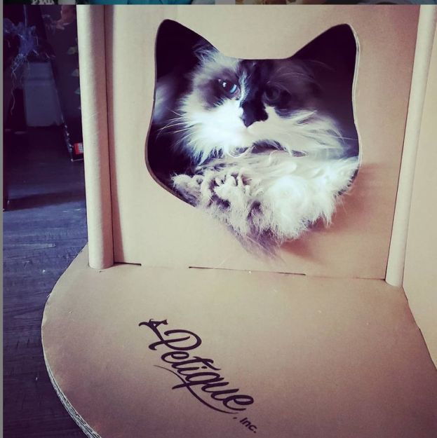 Meet Summer: The Charming Ragdoll Captivating Our Family