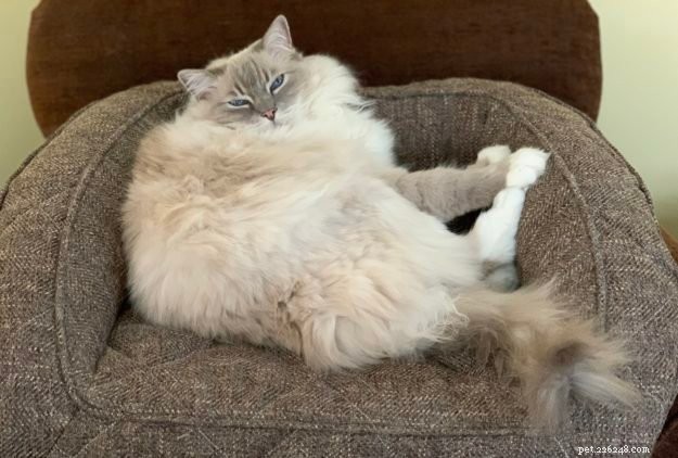 Short‑haired Ragdolls? Debunking the Myth & Why They Don’t Exist