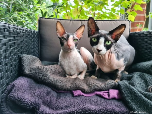 Cooper & Kira: Two Cats, One Unforgettable Bond