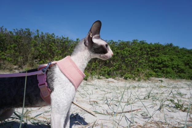 Cooper & Kira: Two Cats, One Unforgettable Bond