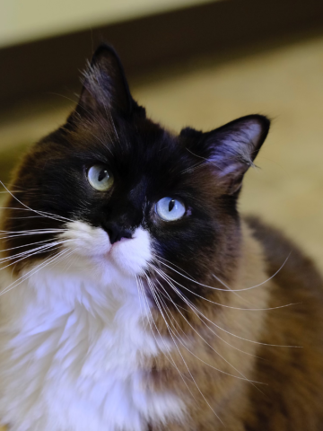 Cooper & Kira: Two Cats, One Unforgettable Bond