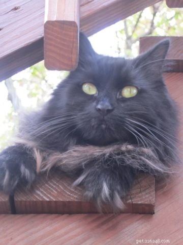 Cooper & Kira: Two Cats, One Unforgettable Bond