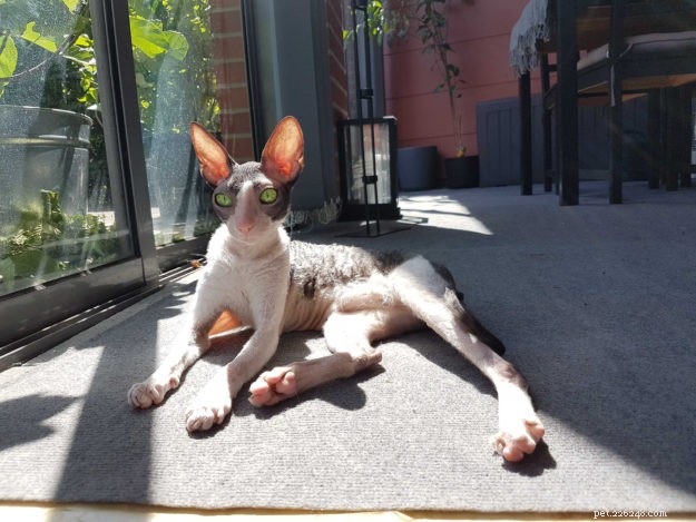 Cooper & Kira: Two Cats, One Unforgettable Bond