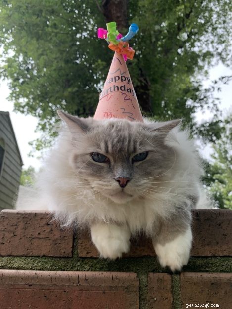 Celebrating 12 Years of Chiggy: A Ragdoll Cat’s Birthday Tribute
