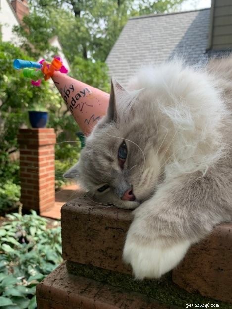 Celebrating 12 Years of Chiggy: A Ragdoll Cat’s Birthday Tribute