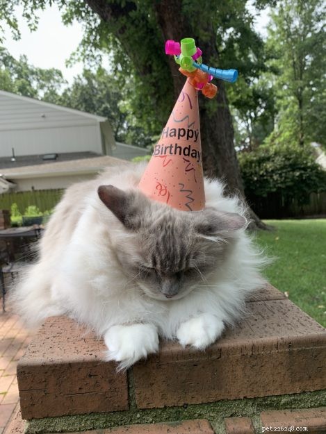 Celebrating 12 Years of Chiggy: A Ragdoll Cat’s Birthday Tribute