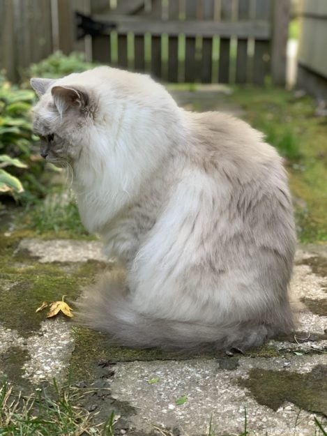 Celebrating 12 Years of Chiggy: A Ragdoll Cat’s Birthday Tribute