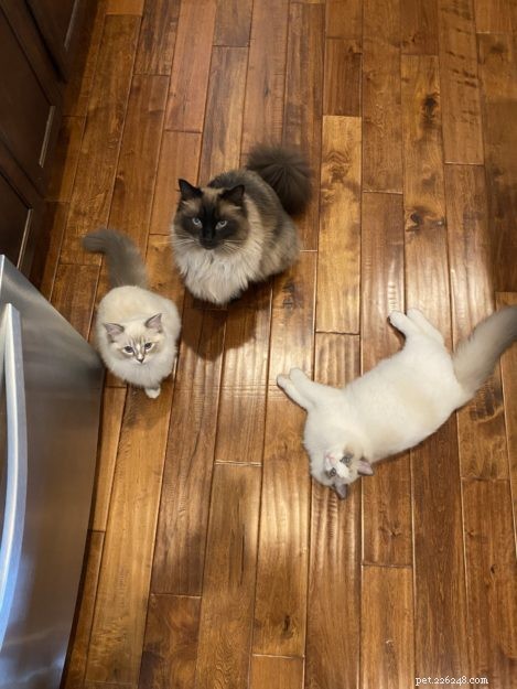 Sasha Fierce: The Charming Ragdoll Cat Highlighted This Week
