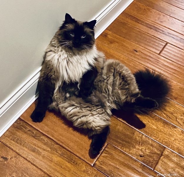 Sasha Fierce: The Charming Ragdoll Cat Highlighted This Week