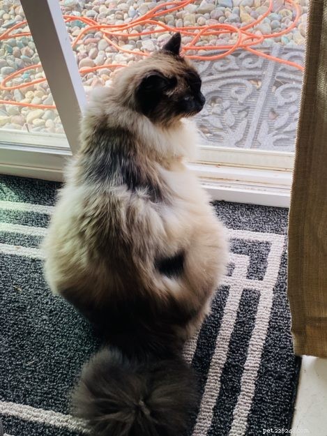 Sasha Fierce: The Charming Ragdoll Cat Highlighted This Week