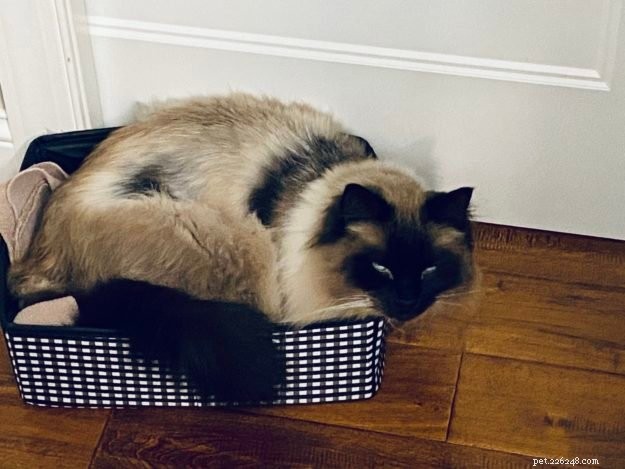 Sasha Fierce: The Charming Ragdoll Cat Highlighted This Week