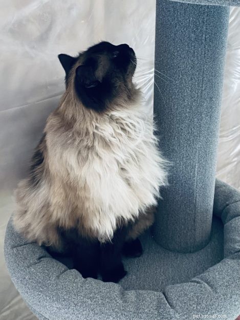 Sasha Fierce: The Charming Ragdoll Cat Highlighted This Week