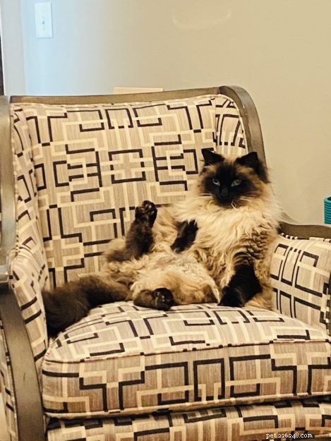 Sasha Fierce: The Charming Ragdoll Cat Highlighted This Week