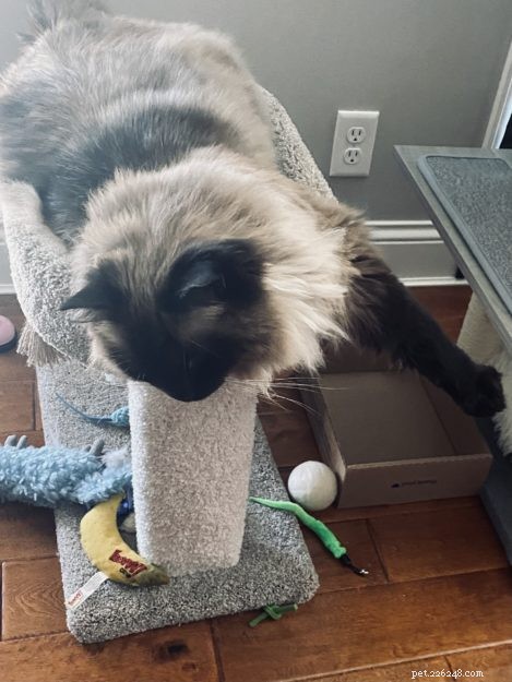 Sasha Fierce: The Charming Ragdoll Cat Highlighted This Week