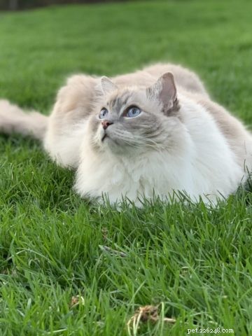 Sasha Fierce: The Charming Ragdoll Cat Highlighted This Week