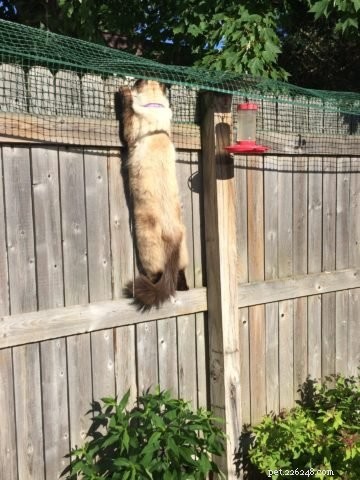 Sasha Fierce: The Charming Ragdoll Cat Highlighted This Week