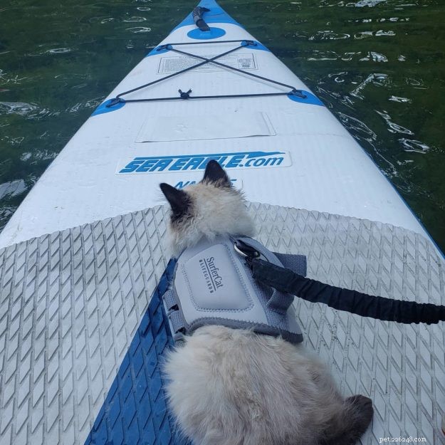 Secure Your Cat: The Ultimate Guide to Cat Life Jackets