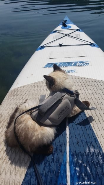 Secure Your Cat: The Ultimate Guide to Cat Life Jackets