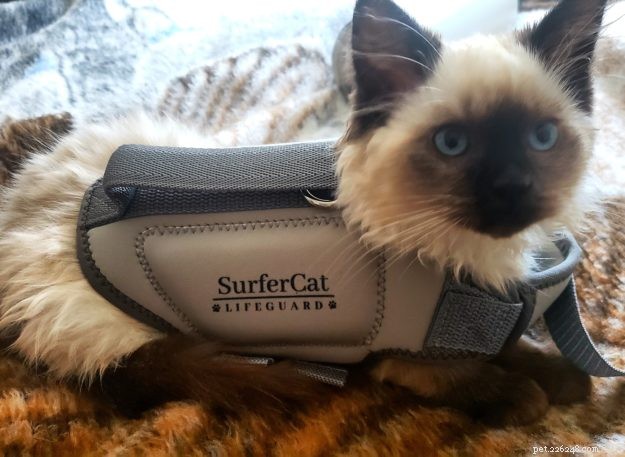 Secure Your Cat: The Ultimate Guide to Cat Life Jackets