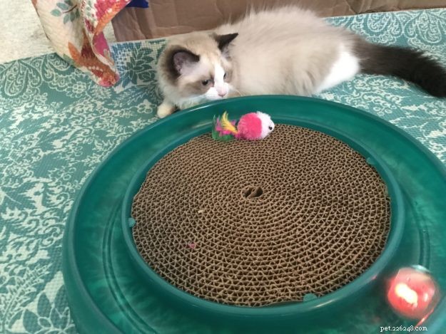 Occhi: Ragdoll Kitten of the Month – A Heartwarming Tale