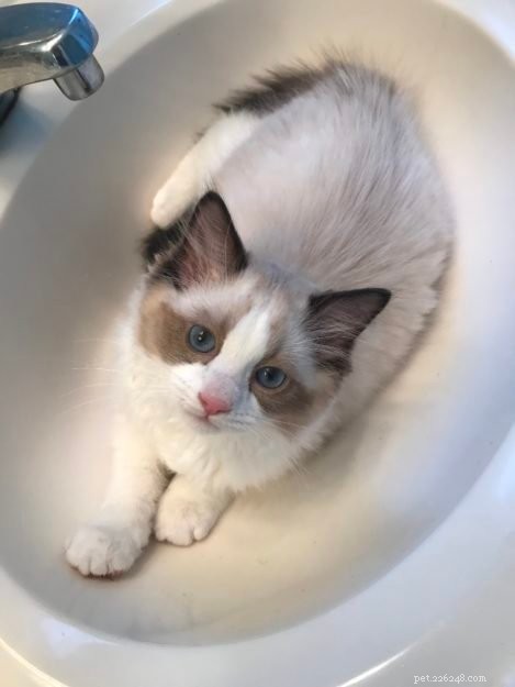 Occhi: Ragdoll Kitten of the Month – A Heartwarming Tale