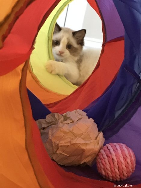 Occhi: Ragdoll Kitten of the Month – A Heartwarming Tale