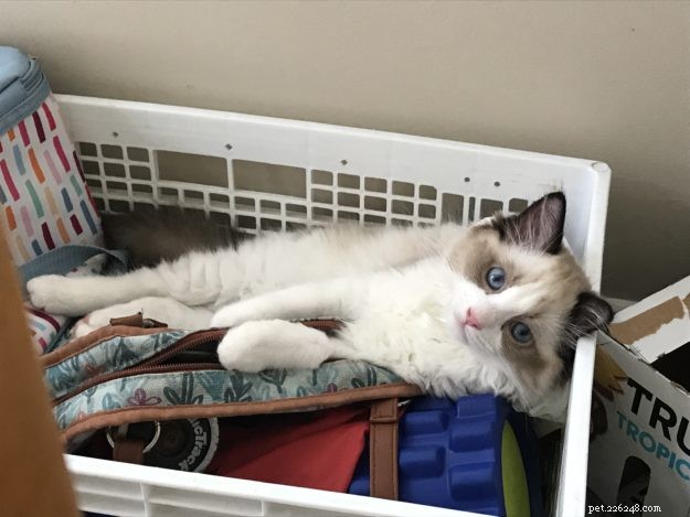 Occhi: Ragdoll Kitten of the Month – A Heartwarming Tale