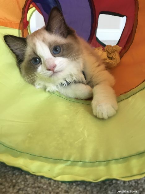 Occhi: Ragdoll Kitten of the Month – A Heartwarming Tale