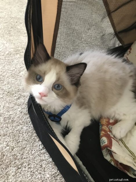 Occhi: Ragdoll Kitten of the Month – A Heartwarming Tale