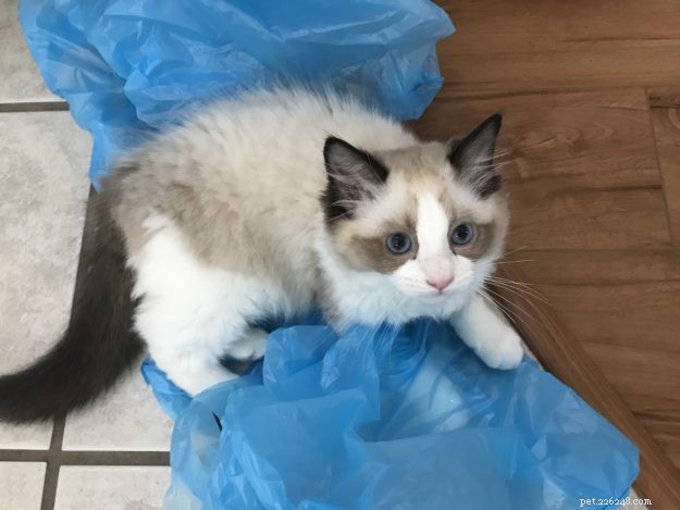 Occhi: Ragdoll Kitten of the Month – A Heartwarming Tale
