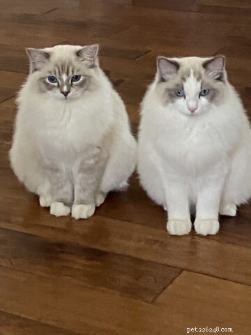 Occhi: Ragdoll Kitten of the Month – A Heartwarming Tale