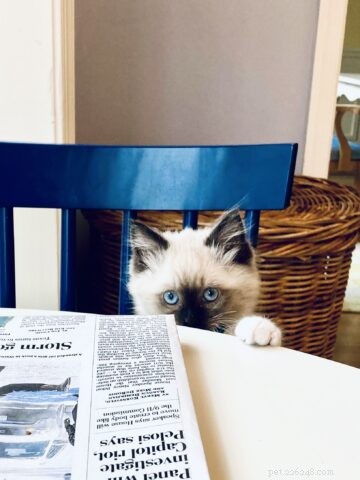 Occhi: Ragdoll Kitten of the Month – A Heartwarming Tale